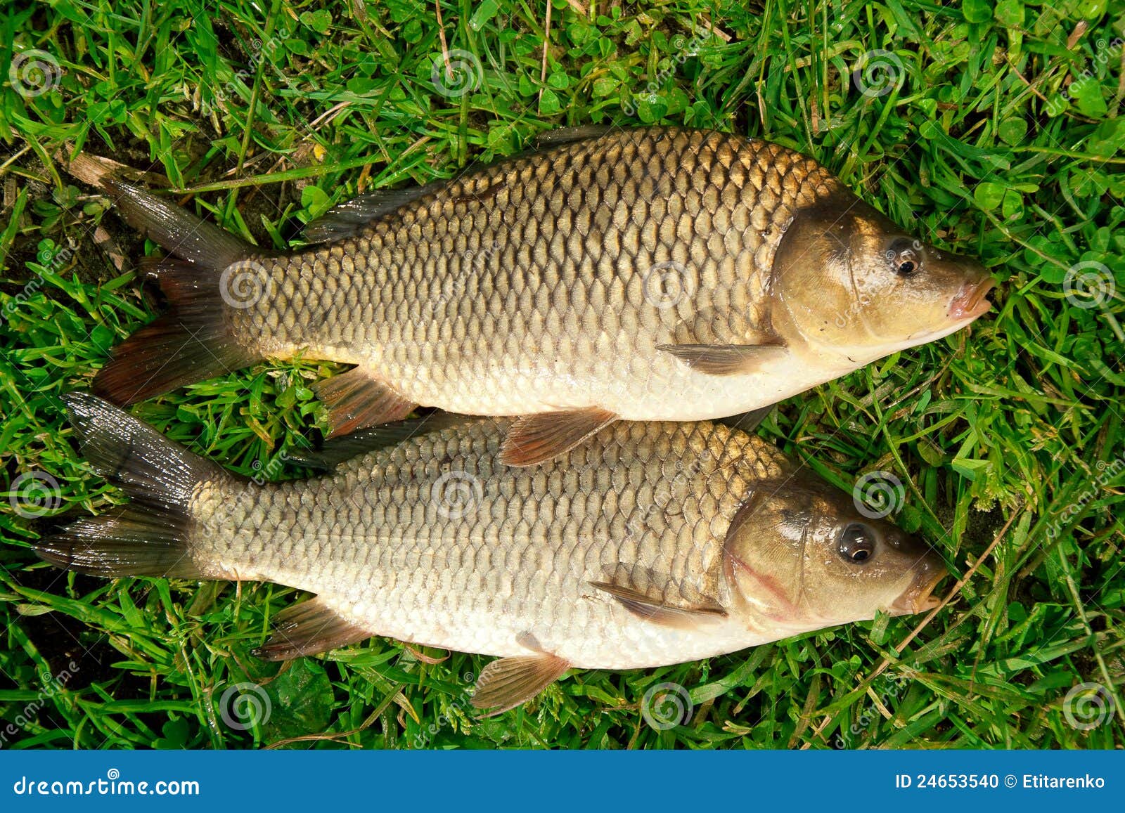 Freshwater Fish Carp Catch in Grass Stock Photo Image of background