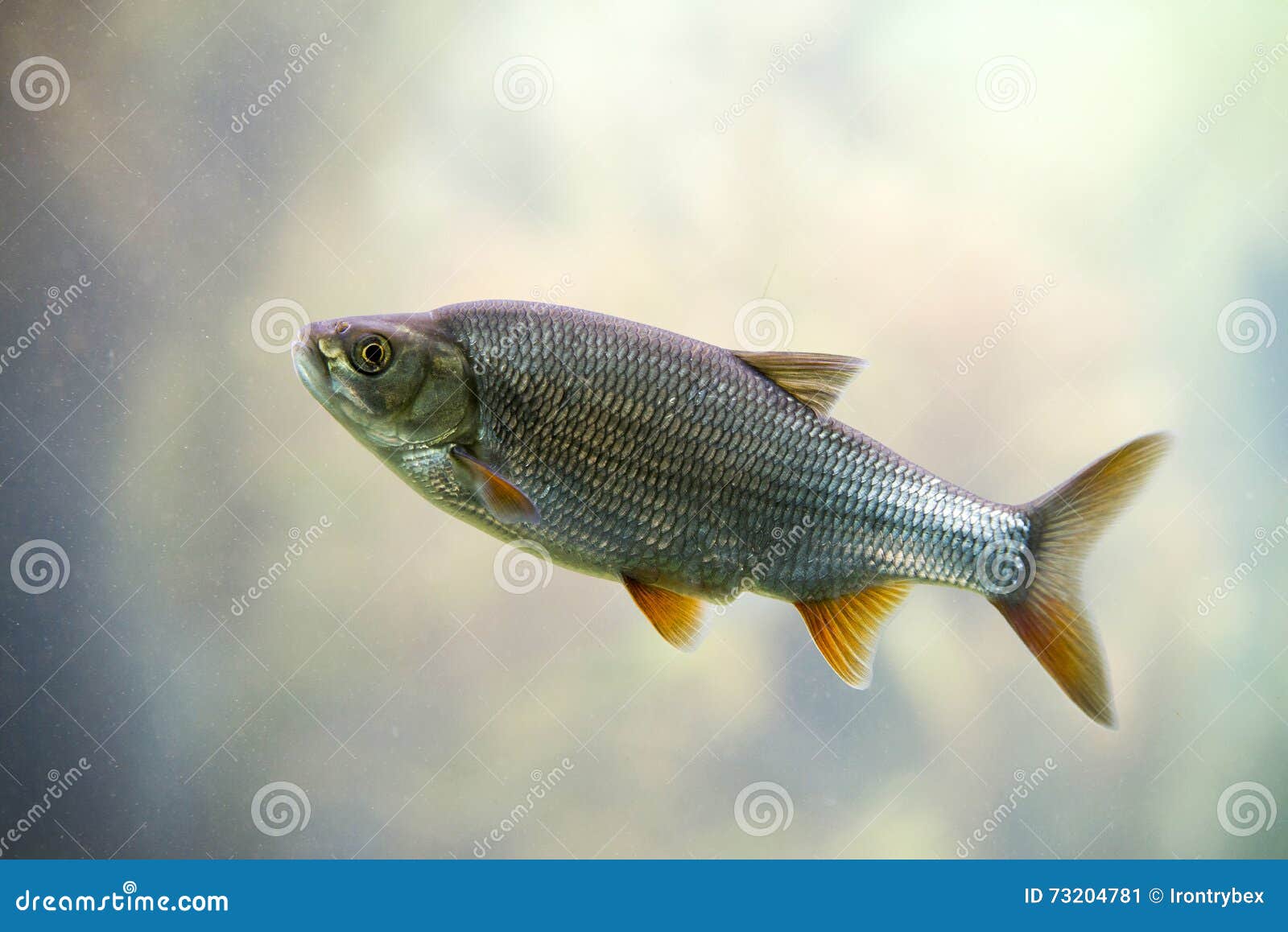 Freshwater Fish Common Roach Stock Image Image of seaweed, horizontal