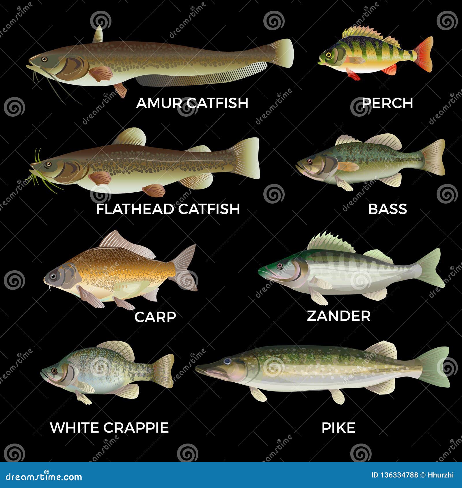 Freshwater fish species stock vector. Illustration of crappie