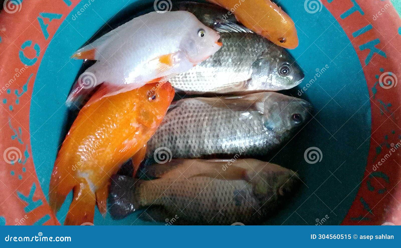 Freshwater Fish Tastes Delicious and Tasty? Stock Image - Image of