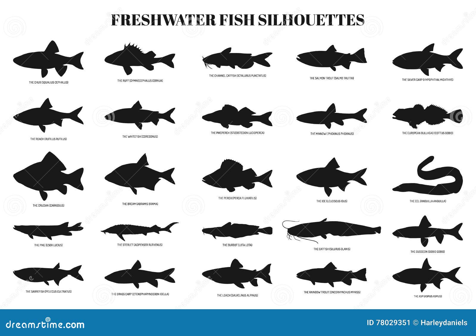 freshwater fishes silhouettes
