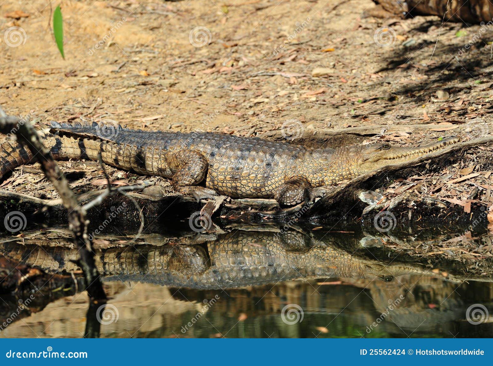 Freshwater or Johnstons Crocodile,kakadu,australia Stock Photo Image
