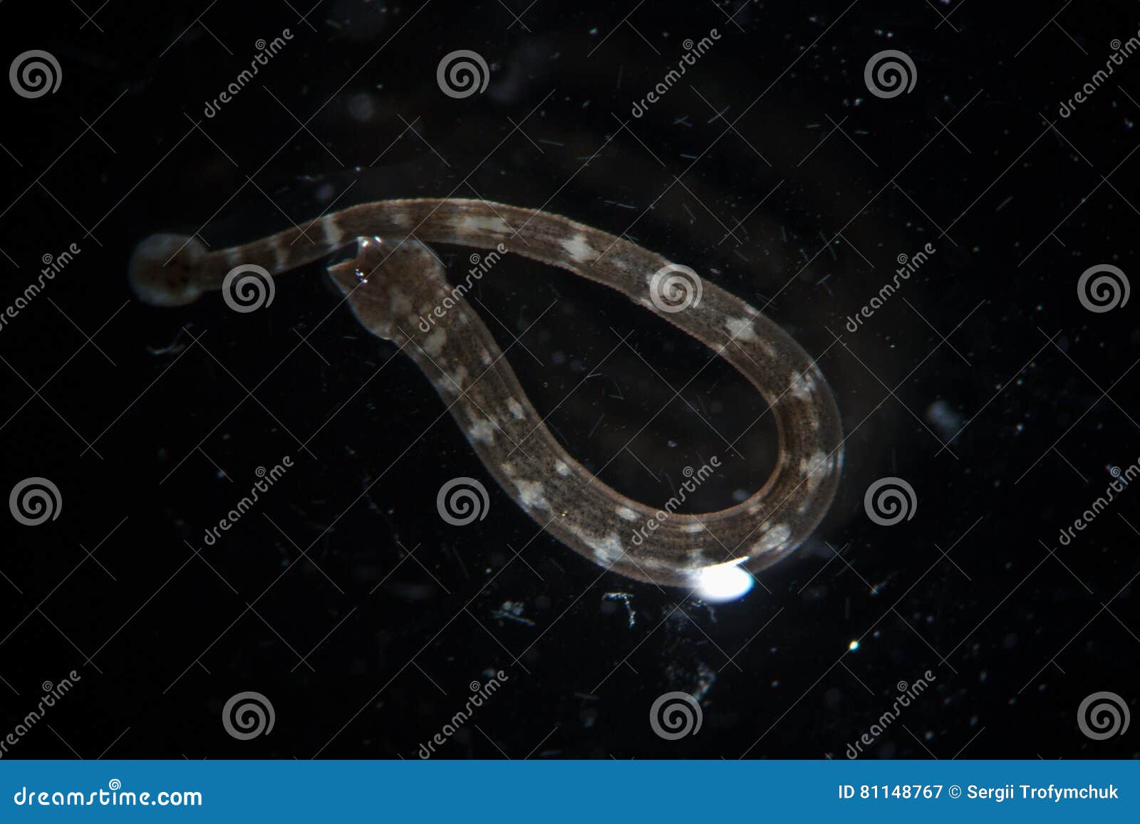 freshwater leech piscicola geometra by microscope. parasite, disease of fish. hydrobiology