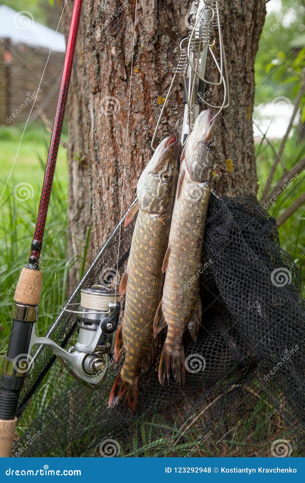 Good Catch. Two Freshwater Pike Fish on Fish Stringer on Natural