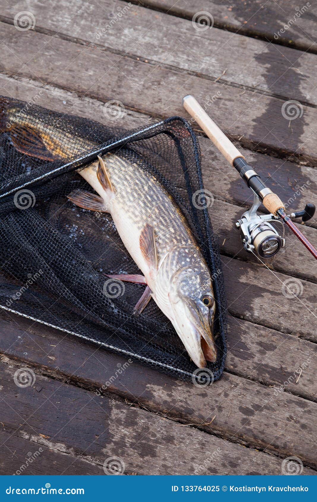 in fisherman freshwater trophies in fisherman freshwater trophies