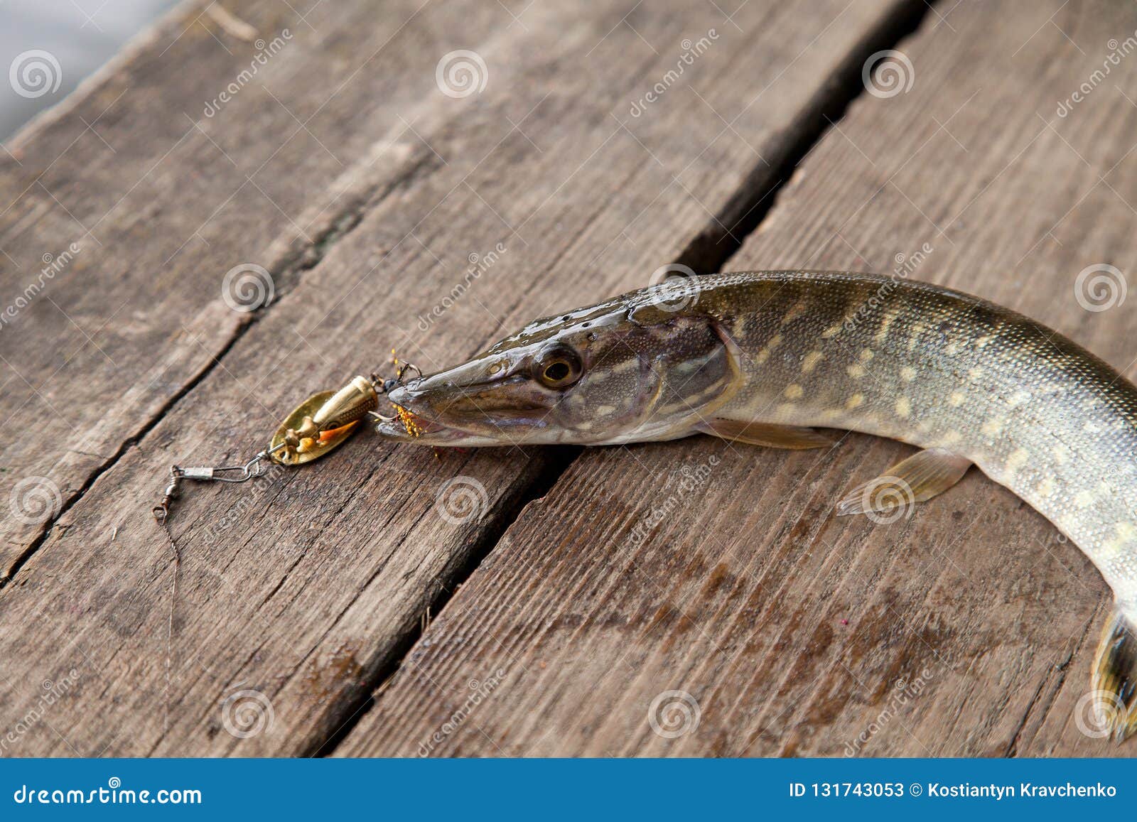 Freshwater Northern Pike Fish Know As Esox Lucius with Lure in Mouth Lying  on Vintage Wooden Background. Fishing Concept, Good Stock Image - Image of  northern, close: 131743053