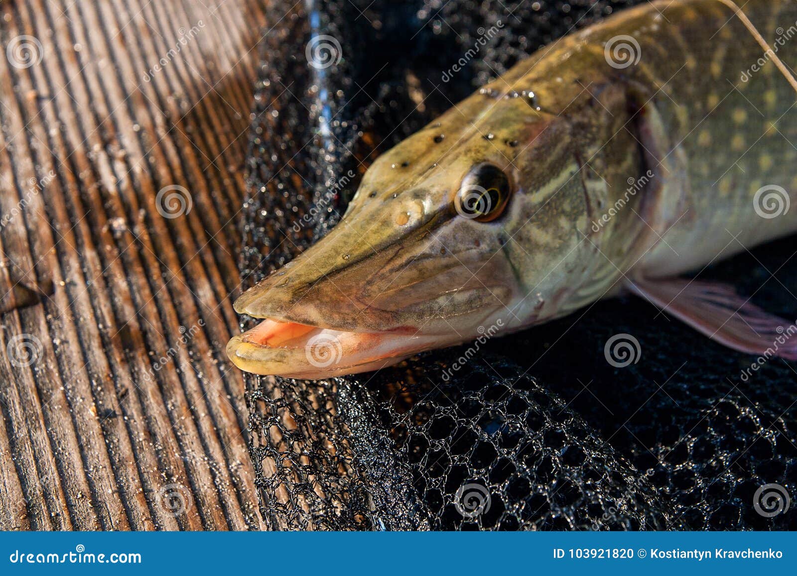 Close Up View of Big Freshwater Pike Lies on Black Fishing Net. Stock Photo  - Image of esox, wild: 103921820