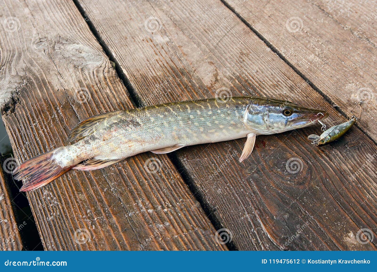 Close Up View of Big Freshwater Pike with Fishing Lure in Mouth Stock Photo  - Image of spinning, esox: 119475612