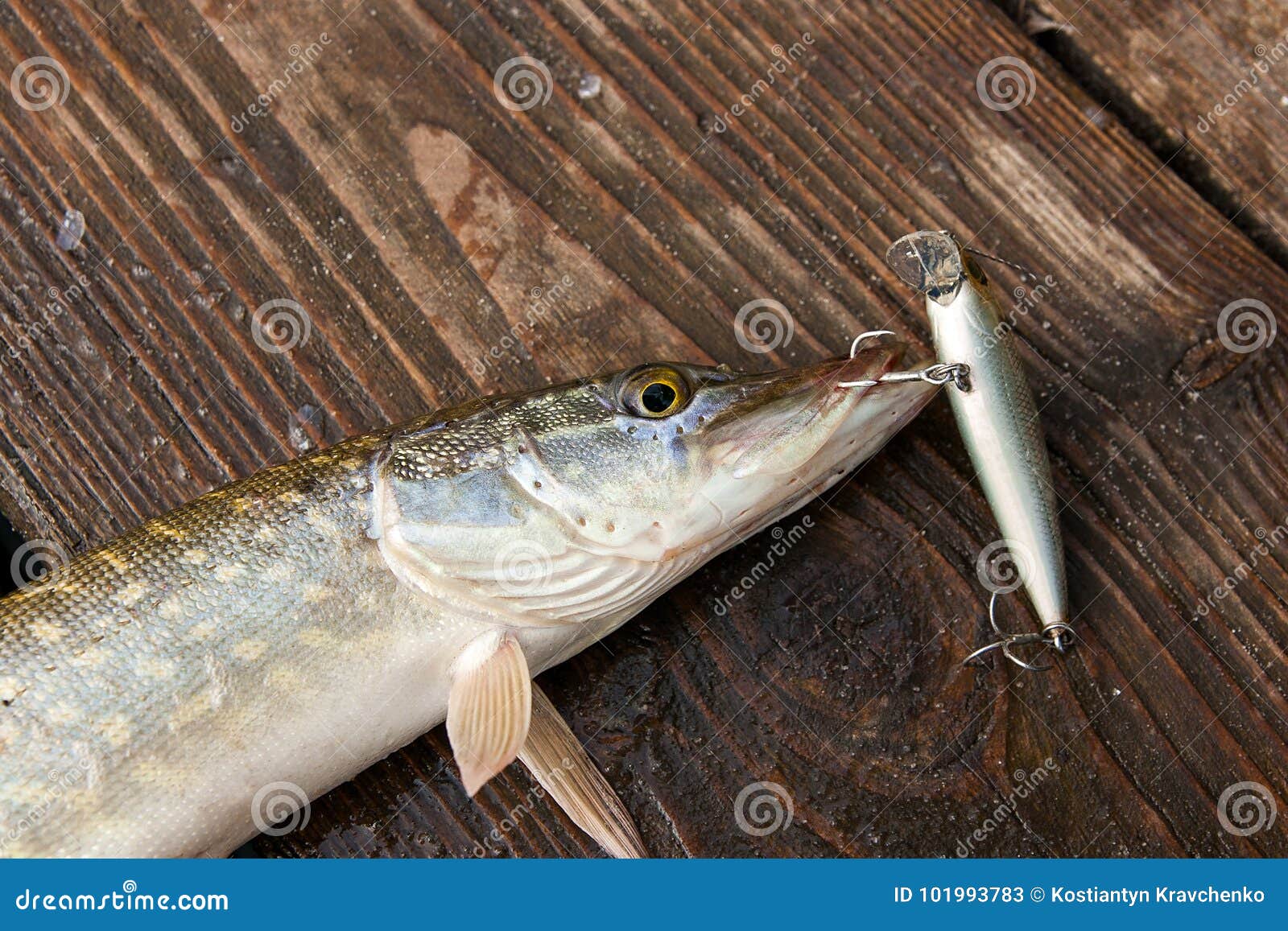 Close Up View of Big Freshwater Pike with Fishing Lure in Mouth Stock Image  - Image of fishing, wildlife: 101993783