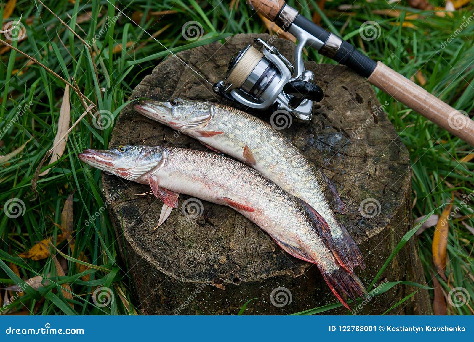 Freshwater Pike Fish Lies on a Wooden Hemp and Fishing Rod with