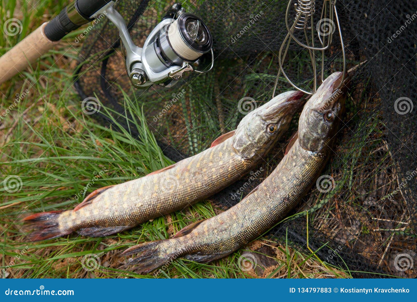 Good Catch. Two Freshwater Pike Fish on Fish Stringer on Natural Background  Stock Image - Image of lake, outdoors: 134797883