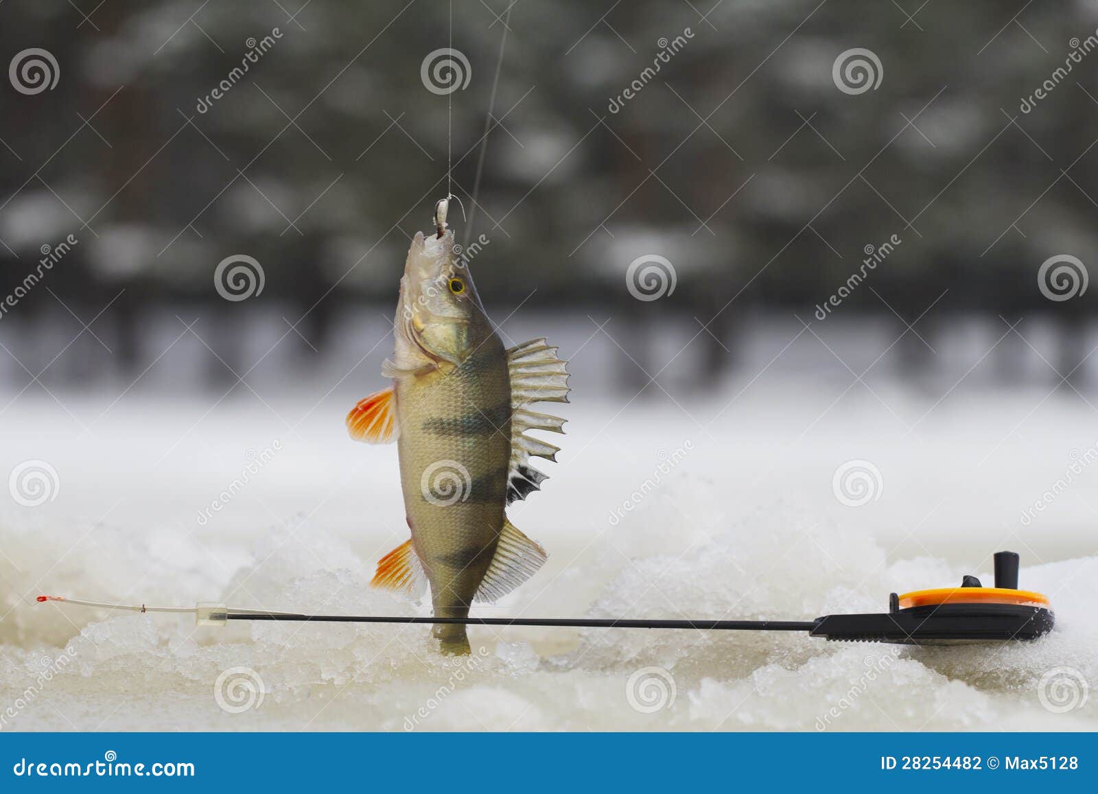 Freshwater perch fishing stock photo. Image of equipment - 28254482