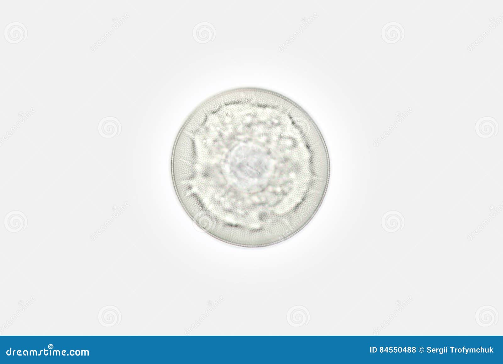 freshwater phytoplankton round diatom algae stephanodiscus by microscope. bacillariophyta cyclotella kutzingiana