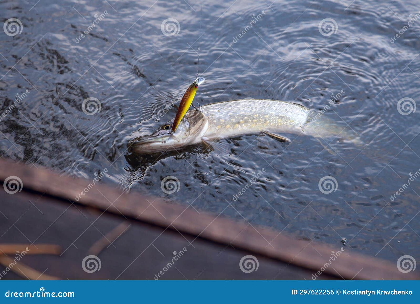 Freshwater Pike Fish. Just Caught Freshwater Fish Northern Pike in Pound  Water Stock Photo - Image of season, outdoor: 297622256