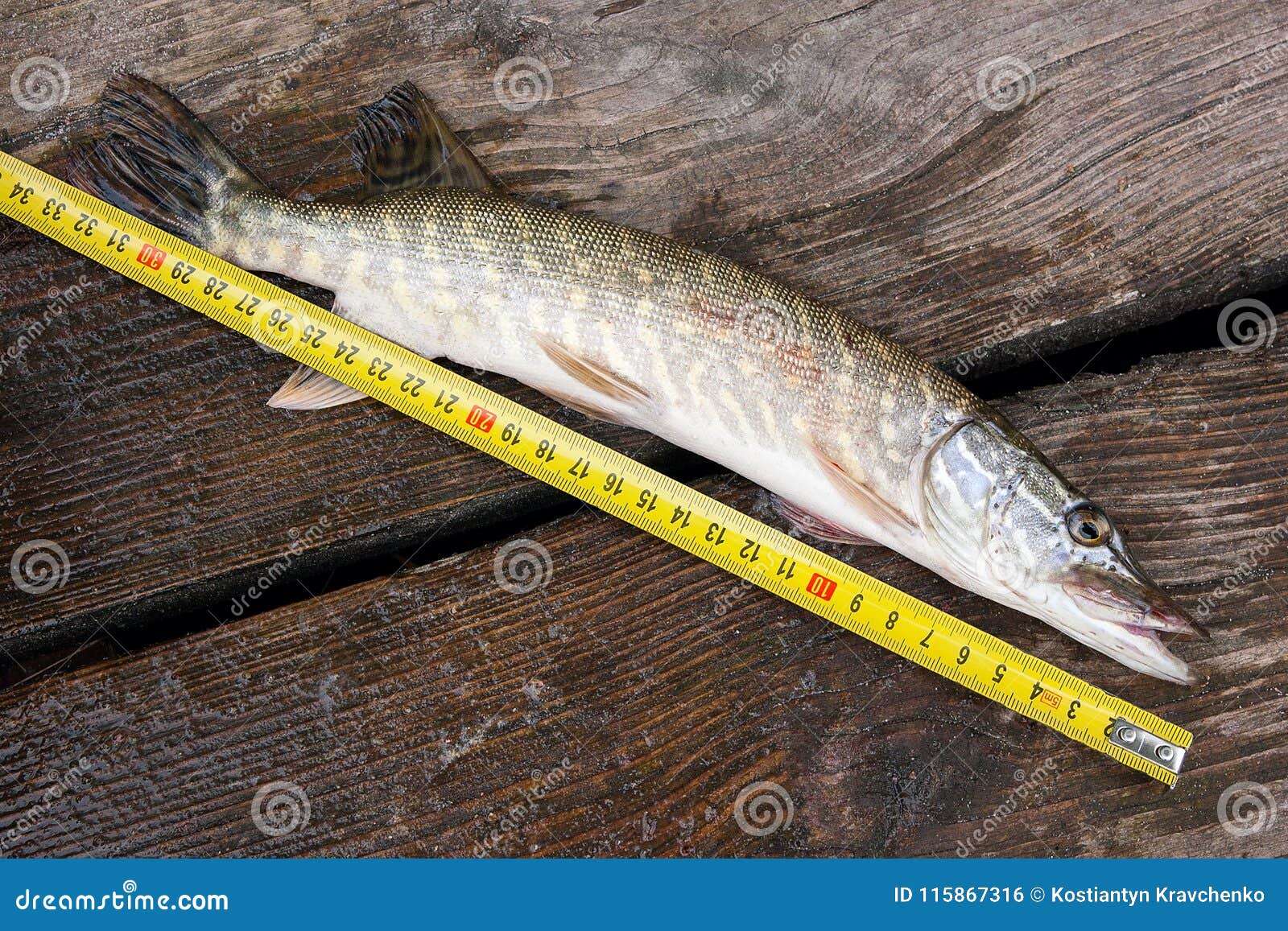 Freshwater Pike Fish and Tape-measure on Wooden Background. Stock Photo -  Image of sport, leisure: 115867316