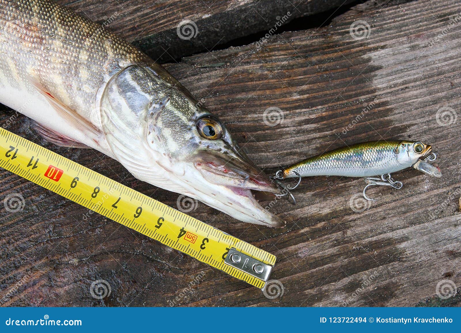 Freshwater Pike Fish and Tape-measure on Wooden Background. Stock Photo -  Image of scales, outdoor: 123722494