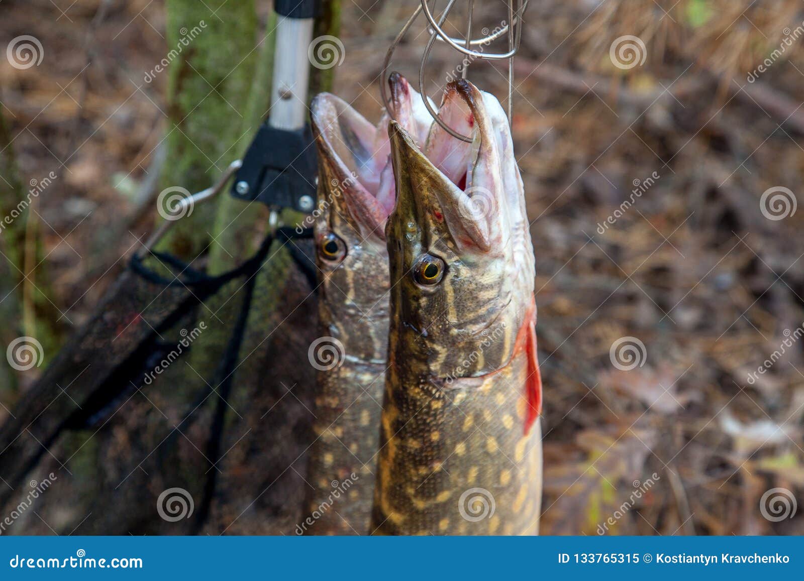 Freshwater Pike Fish. Two Freshwater Pike Fish On Fish