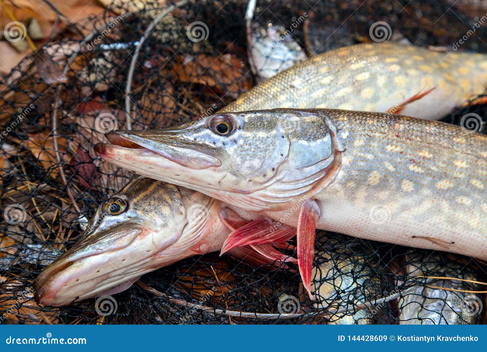Freshwater Pike Fish. Two Freshwater Pike Fish Lies on Landing Net