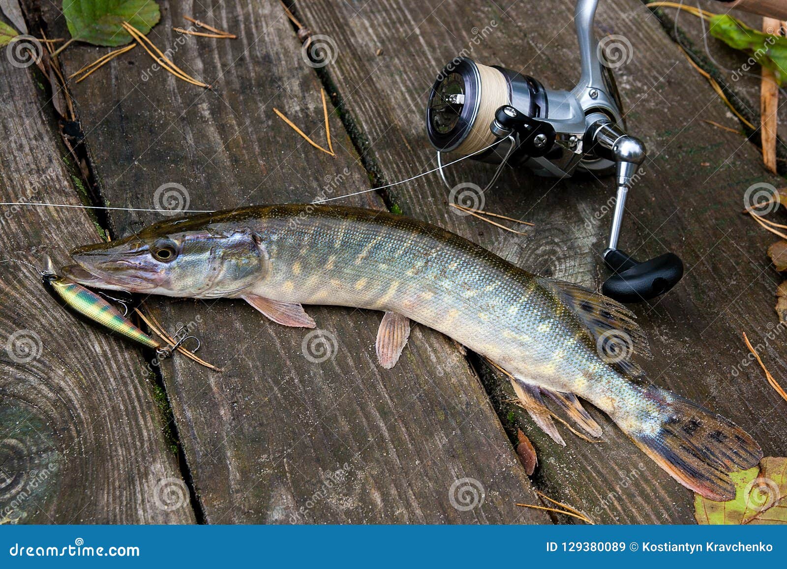 Freshwater Pike with Fishing Bait in Mouth and Fishing Equipment