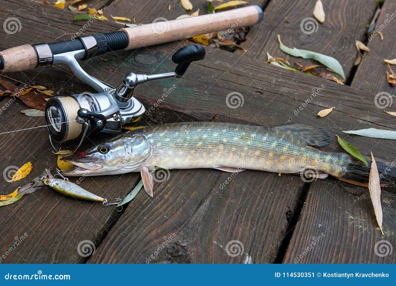 Freshwater Pike with Fishing Bait in Mouth and Fishing Equipment Stock  Image - Image of trophy, leisure: 114530351