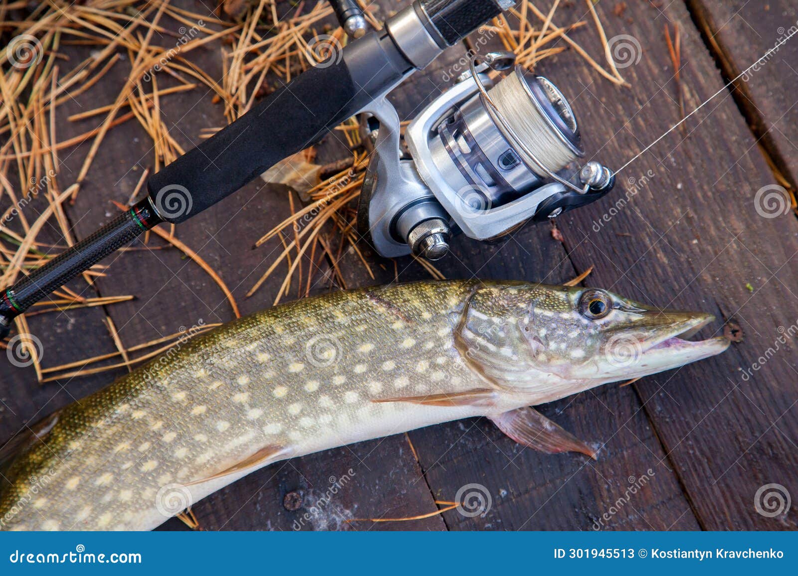 Freshwater Pike and Fishing Equipment Lies on Wooden Background