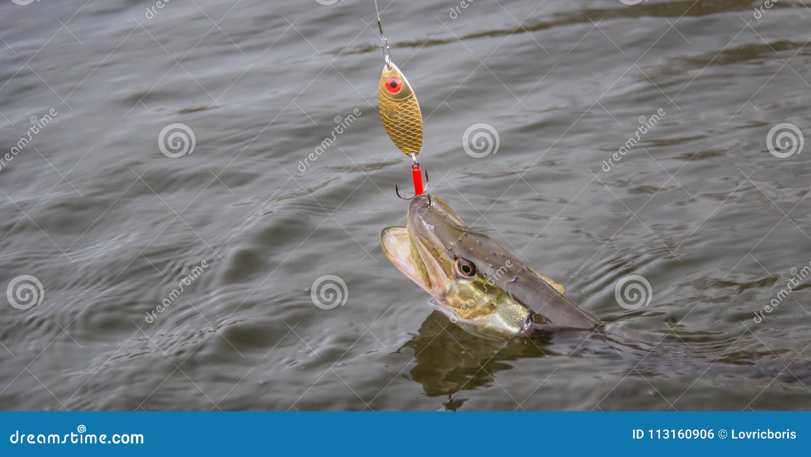 Freshwater Pike with Fishing Lure in Mouth and Fishing Equipment Stock  Photo - Image of adventure, lake: 113160906