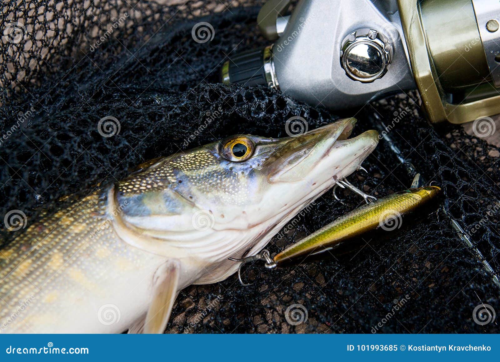 Freshwater Pike with Fishing Lure in Mouth and Fishing Equipment Stock  Image - Image of catch, season: 101993685