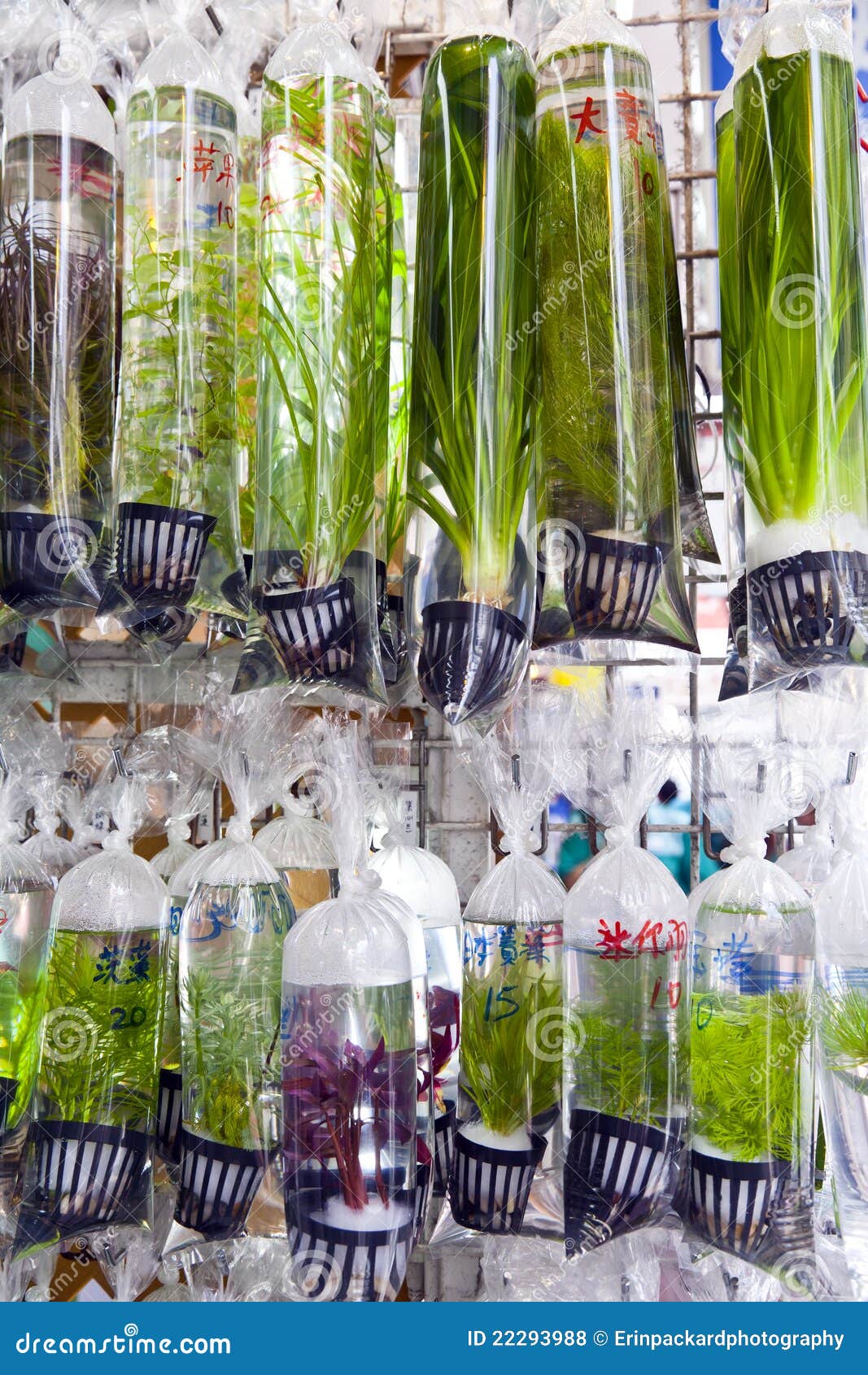 Freshwater Plants for Sale stock photo. Image of sells 22293988