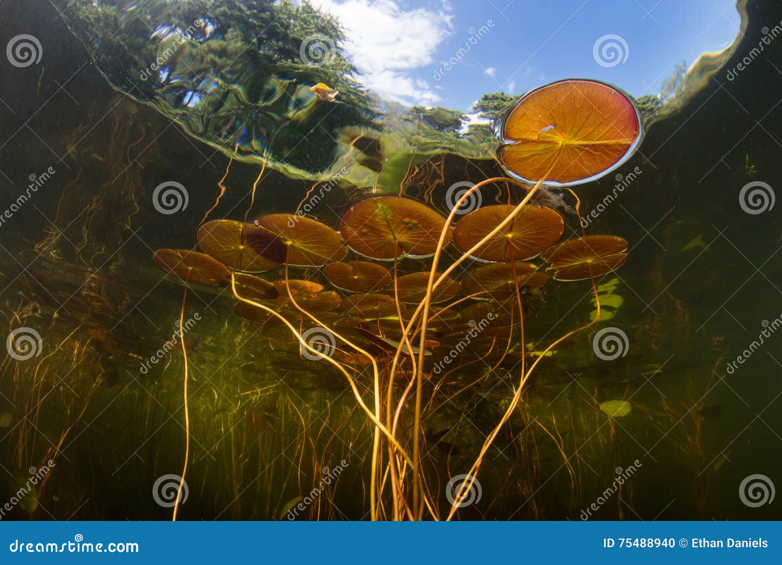 Freshwater Pond and Lily Pads Stock Photo Biology Diagrams