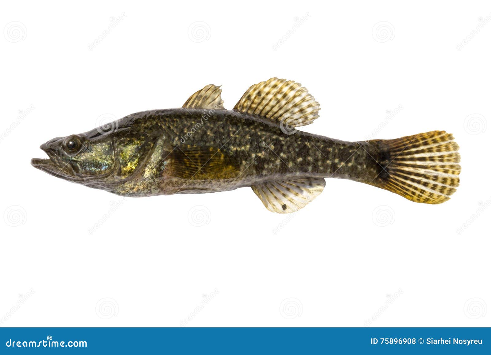 Freshwater Predatory Fish Rotan, Isolated Perccottus Glenii, Amur