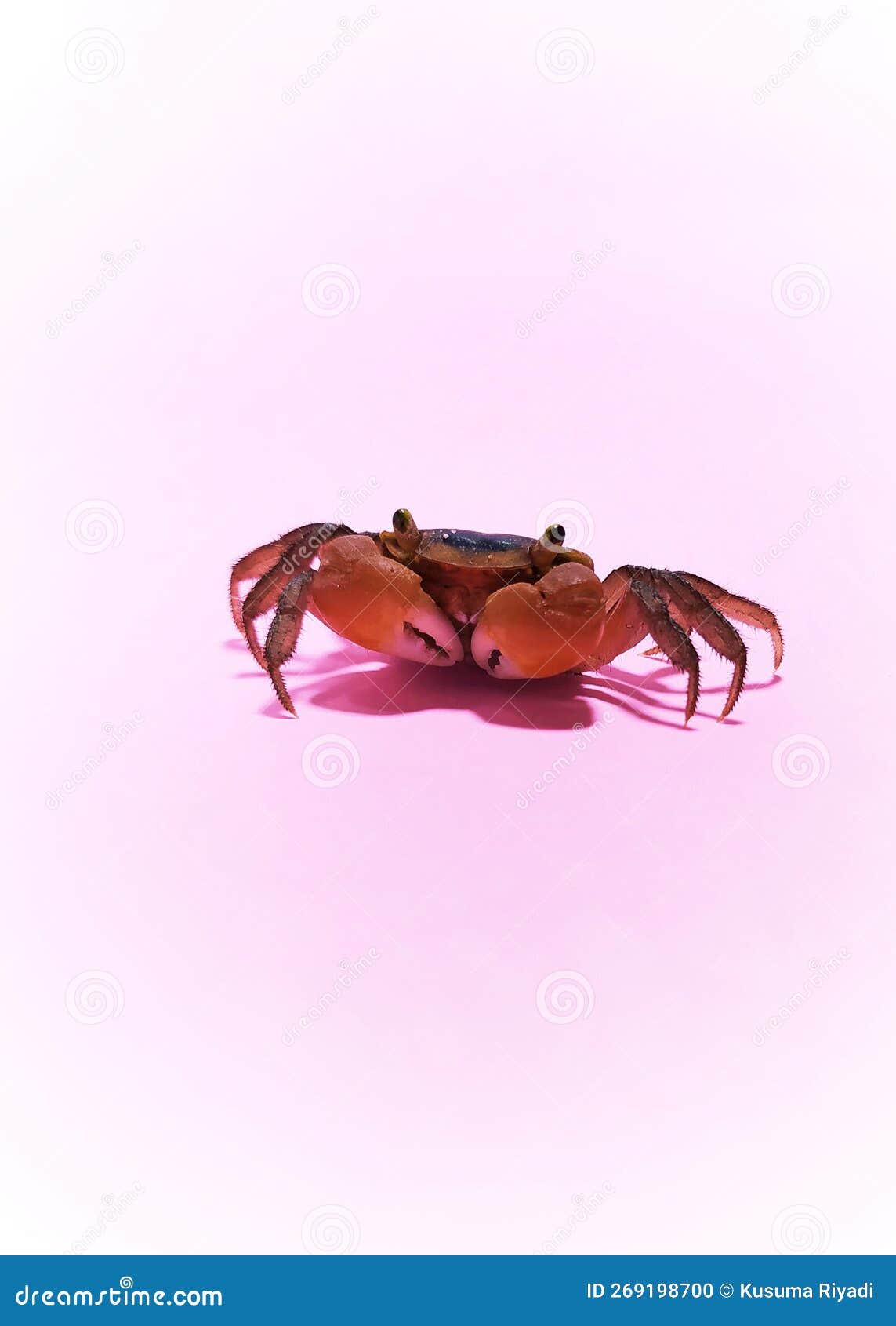 Vampire Crab Geosesarma Hagen Stock Photo CartoonDealer 74933586 vampire-crab-geosesarma-hagen-stock-photo-cartoondealer-74933586