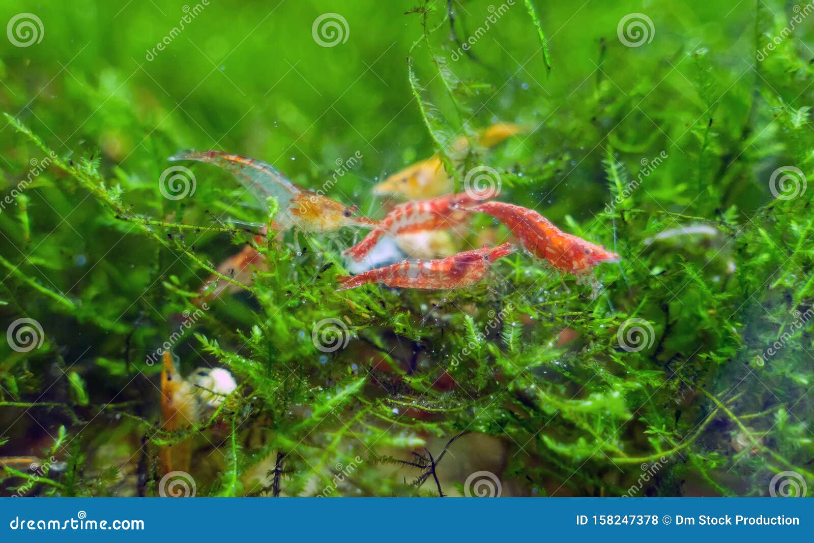 freshwater shrimps