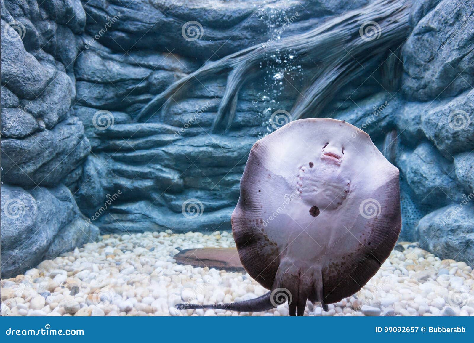 Freshwater Stingray in the Fish Tank. Stock Image - Image of blue,  swimming: 99092657