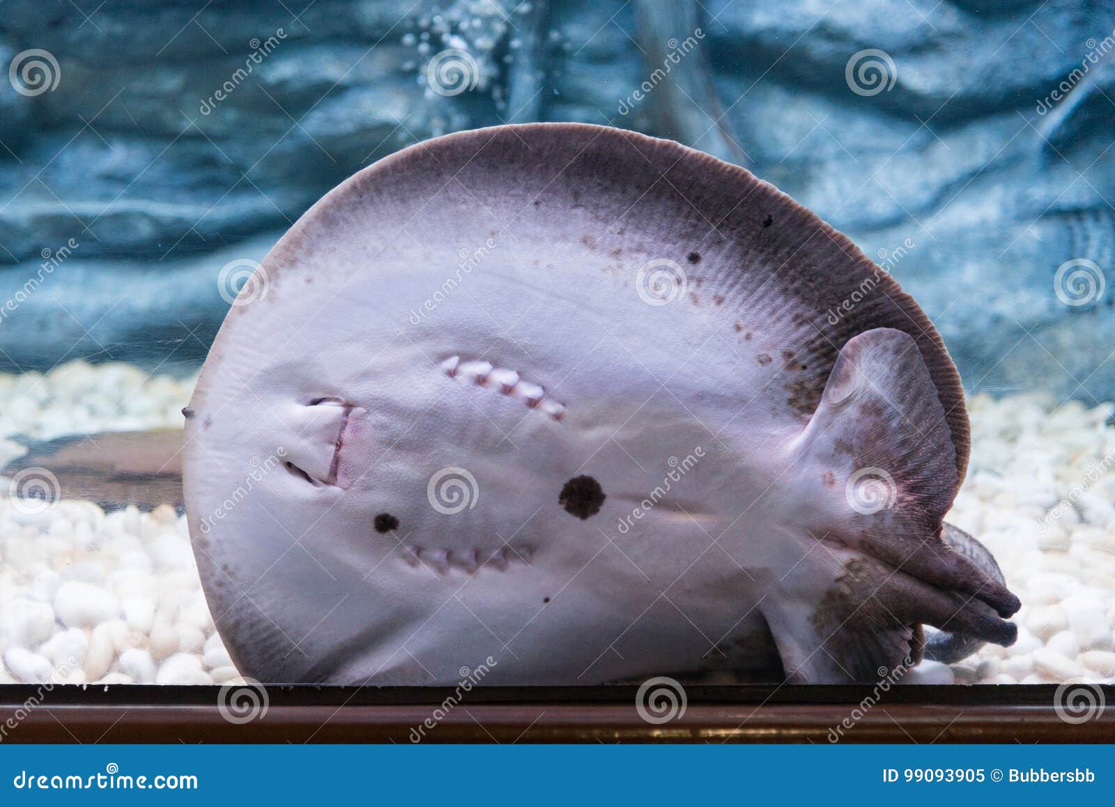 freshwater stingrays for aquariums