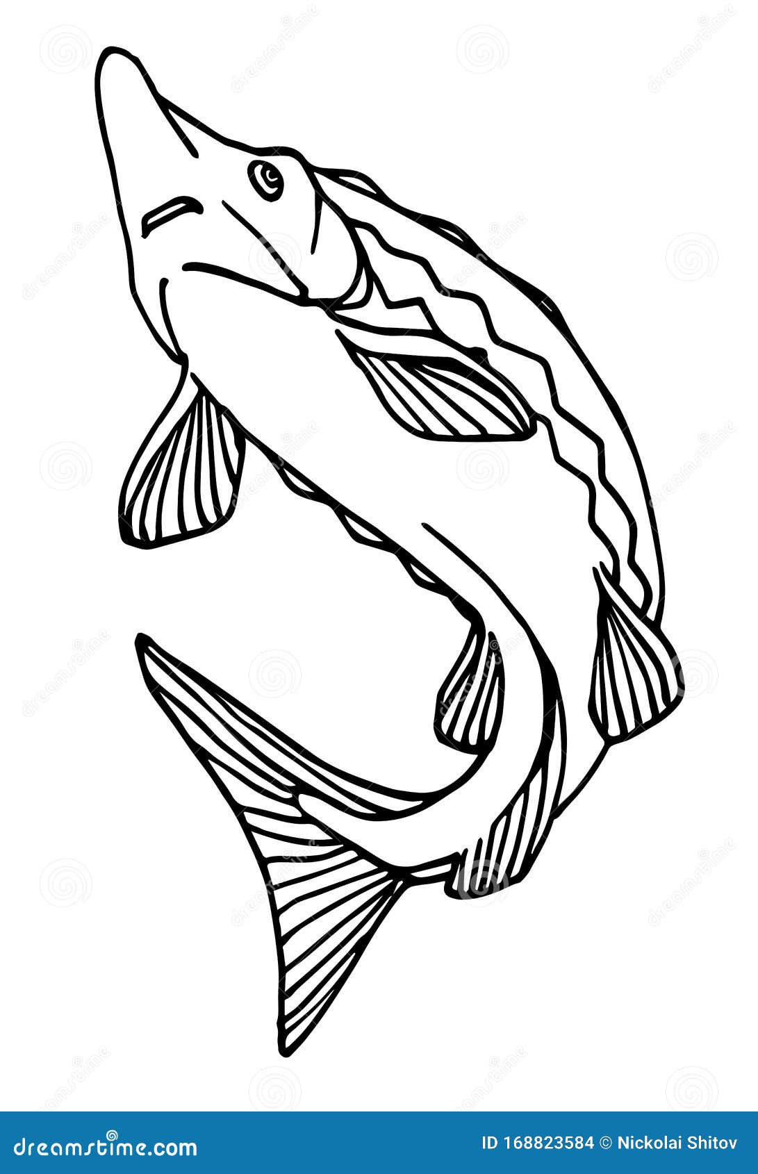 Sturgeon Sketch Stock Illustrations – 637 Sturgeon Sketch Stock  Illustrations, Vectors & Clipart - Dreamstime