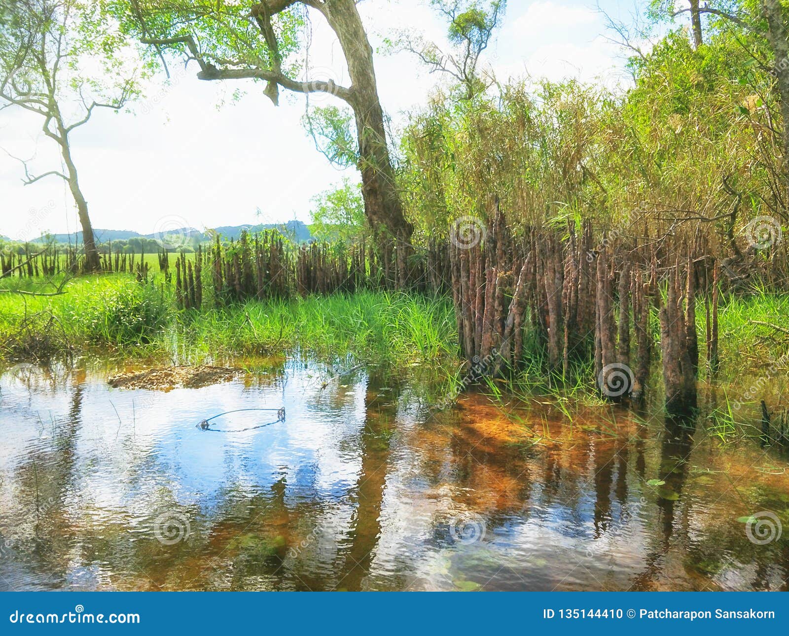 Forest Wetlands at the Lake Stock Photo - Image of seasonally, prevail: 135144410 Forest Wetlands at the Lake Stock Photo - Image of seasonally, prevail: 135144410