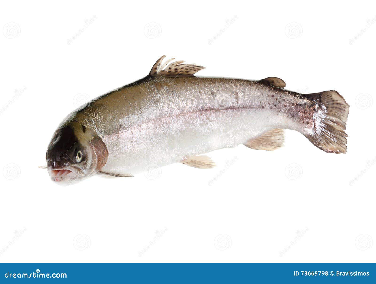 Freshwater Trout Isolate on a White Background Closeup Stock Photo ...