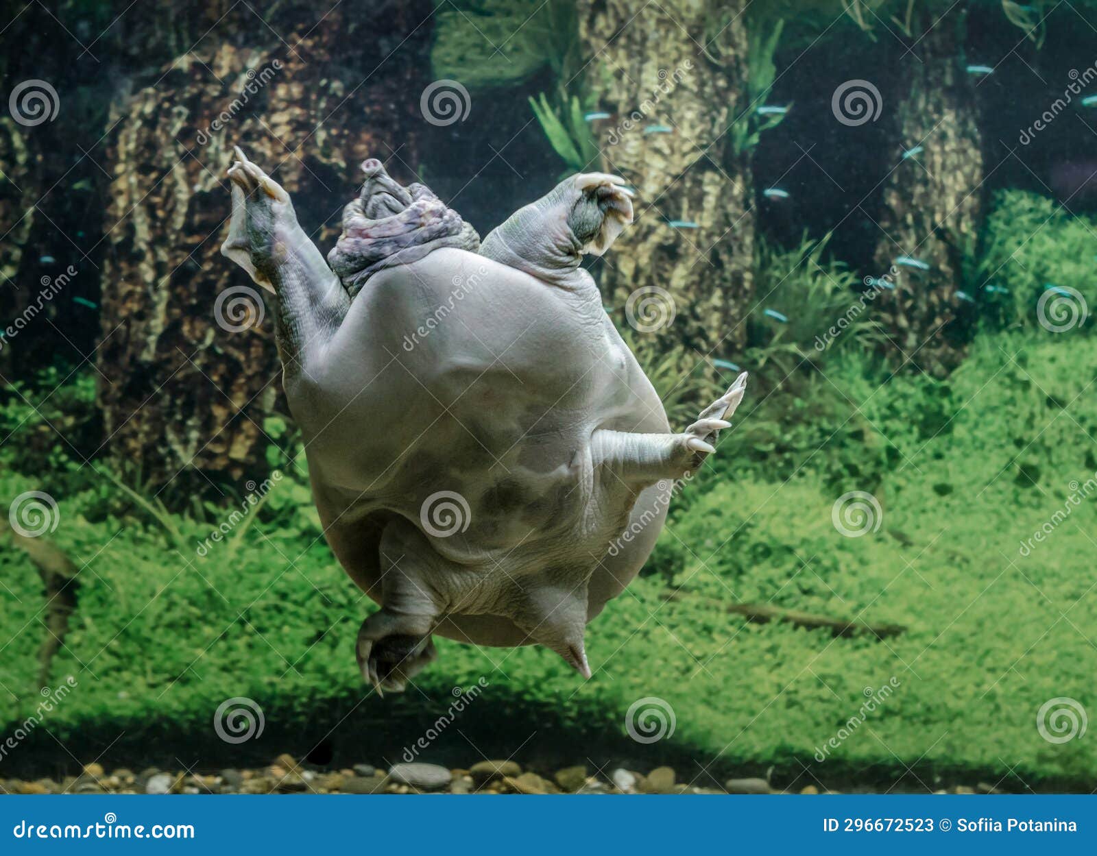 freshwater turtle chinese trionix swims under water close up