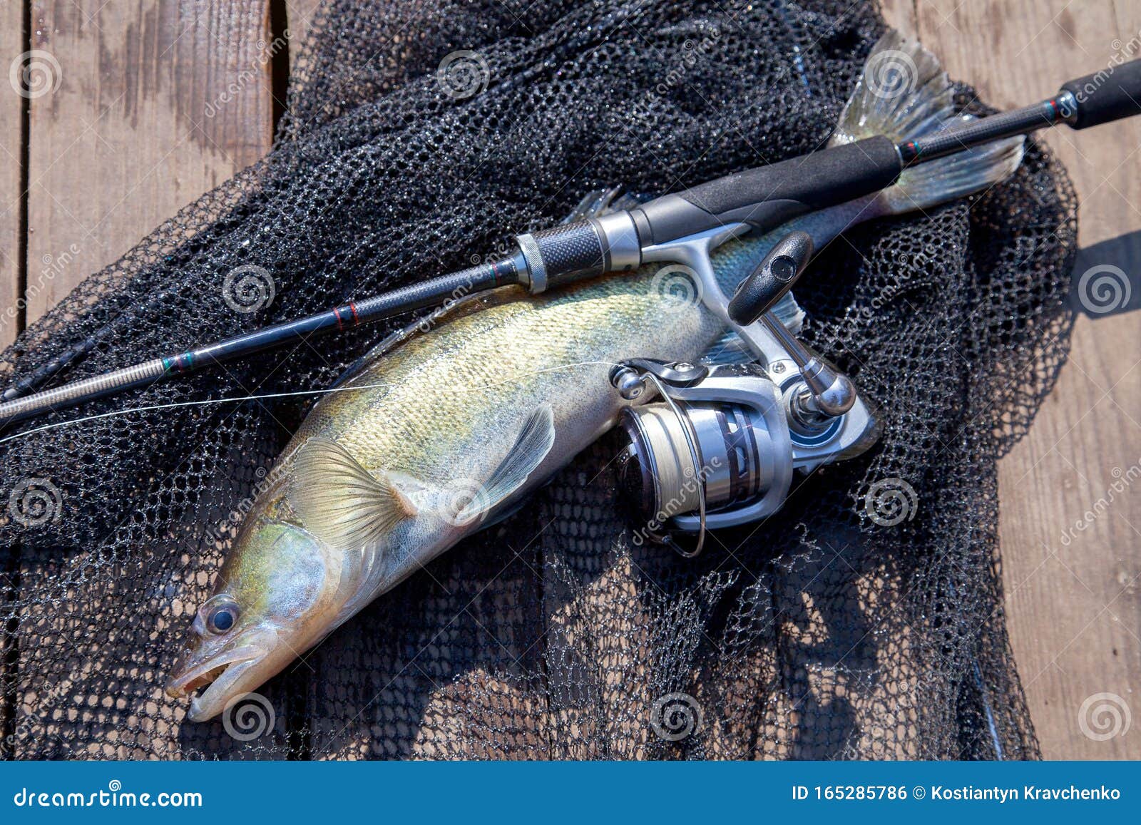 Freshwater Zander and Fishing Equipment Lies on Wooden Background