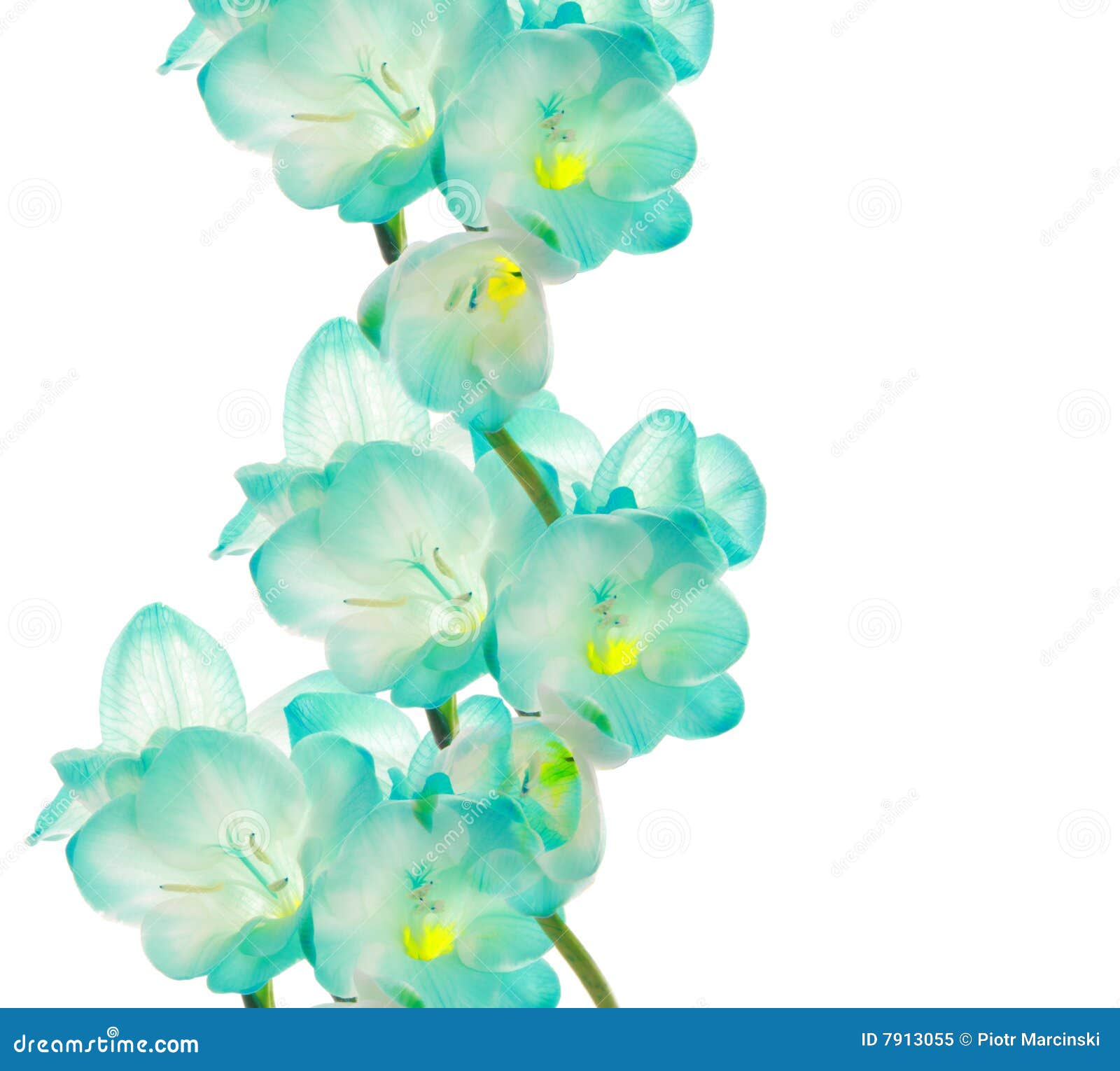 Fresia Flower - Border Design Stock Image - Image of card, gift: 7913055