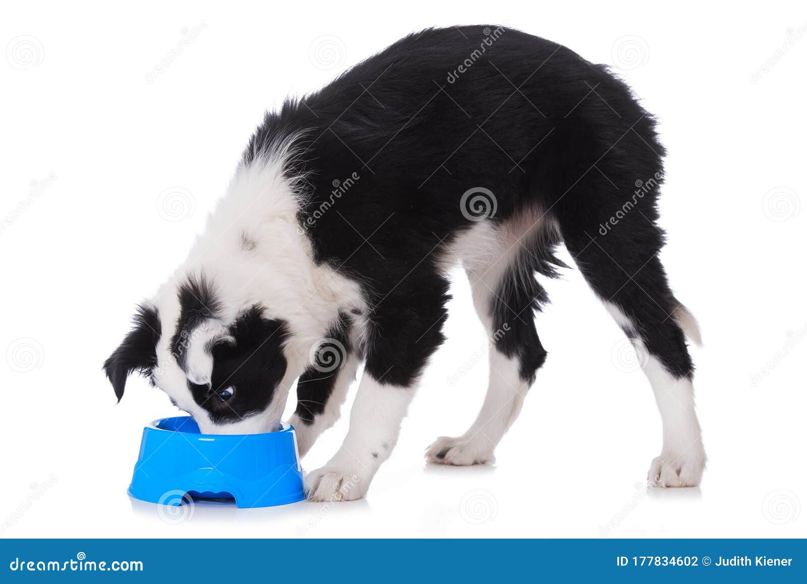 Cute Border Collie Puppy with Water Bowl Stock Photo Image of studio