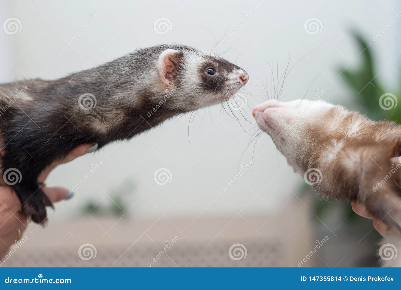 Ferret young sitting on his hands. friendship animal and man.