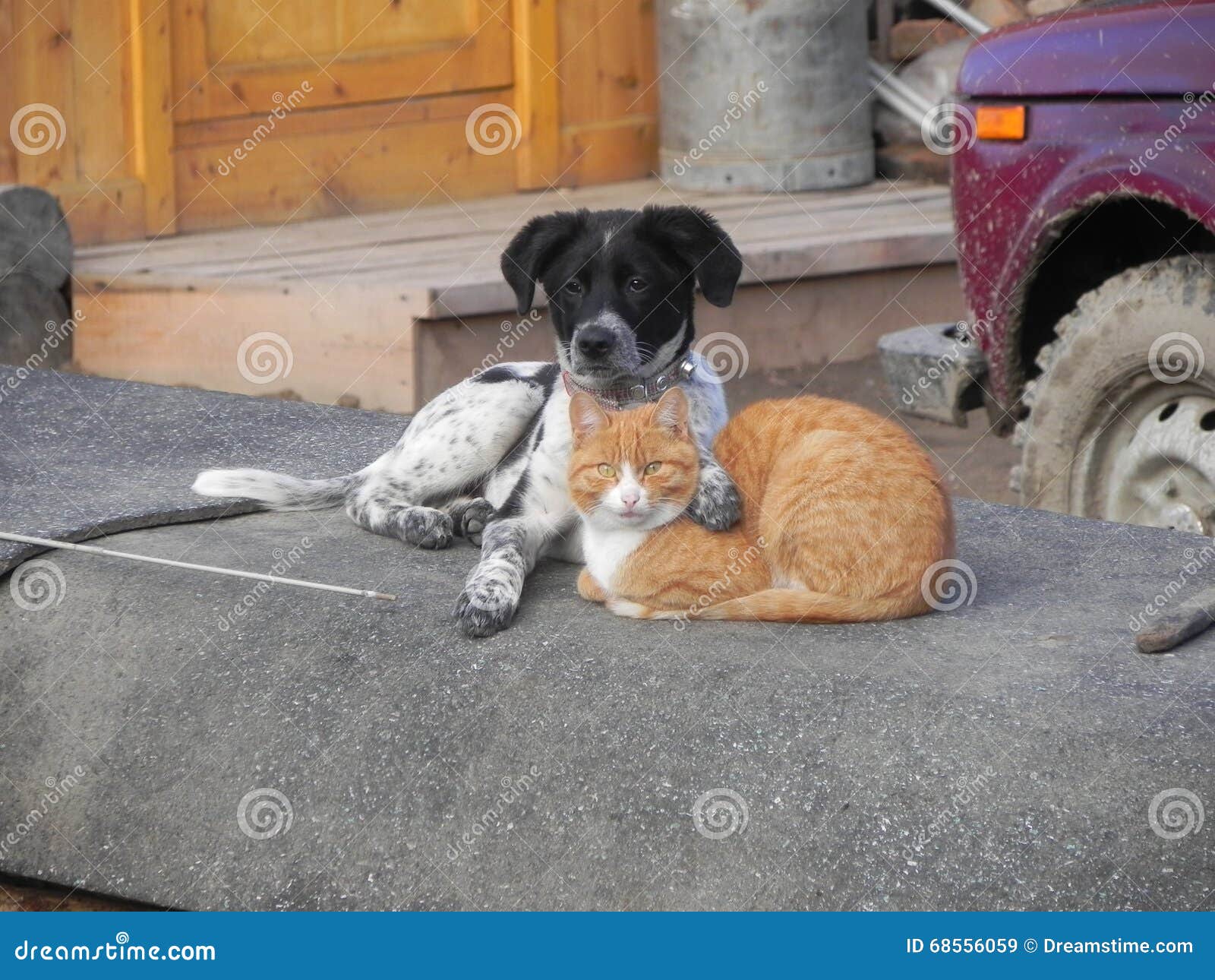 Freunde Katze Und Hund, Die Rest Haben Stockbild Bild von schön