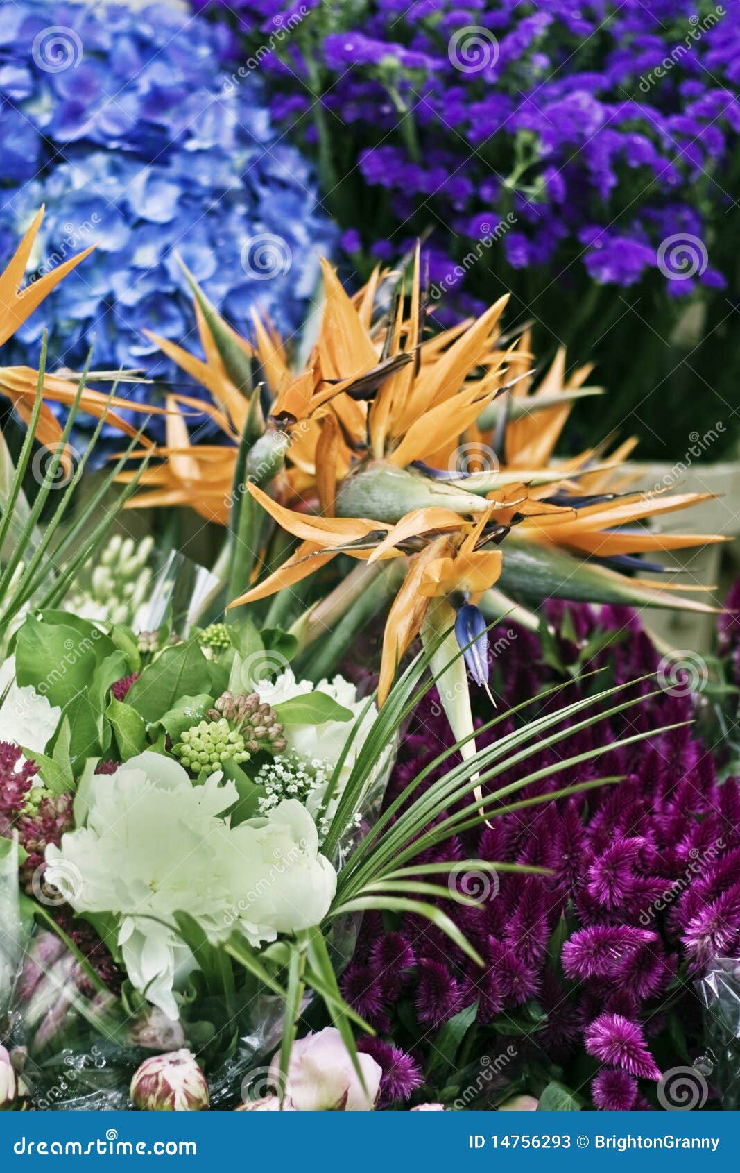 Färgglada Blommor Arkivfoton - Bild: 14756293