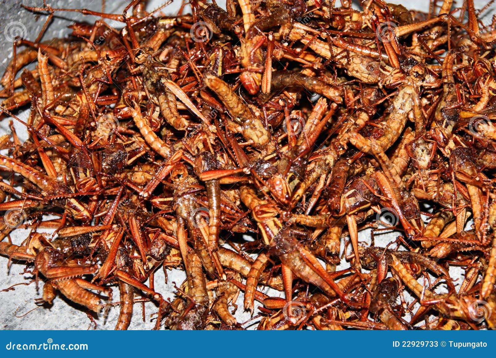 Fried Crickets Stock Photos Image 22929733