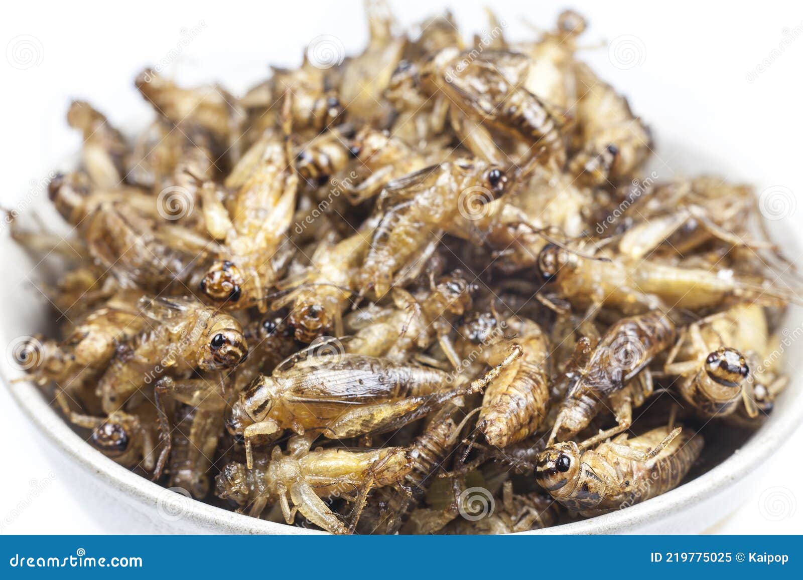 Fried Crickets is the Food in Thai Stock Image Image of culture