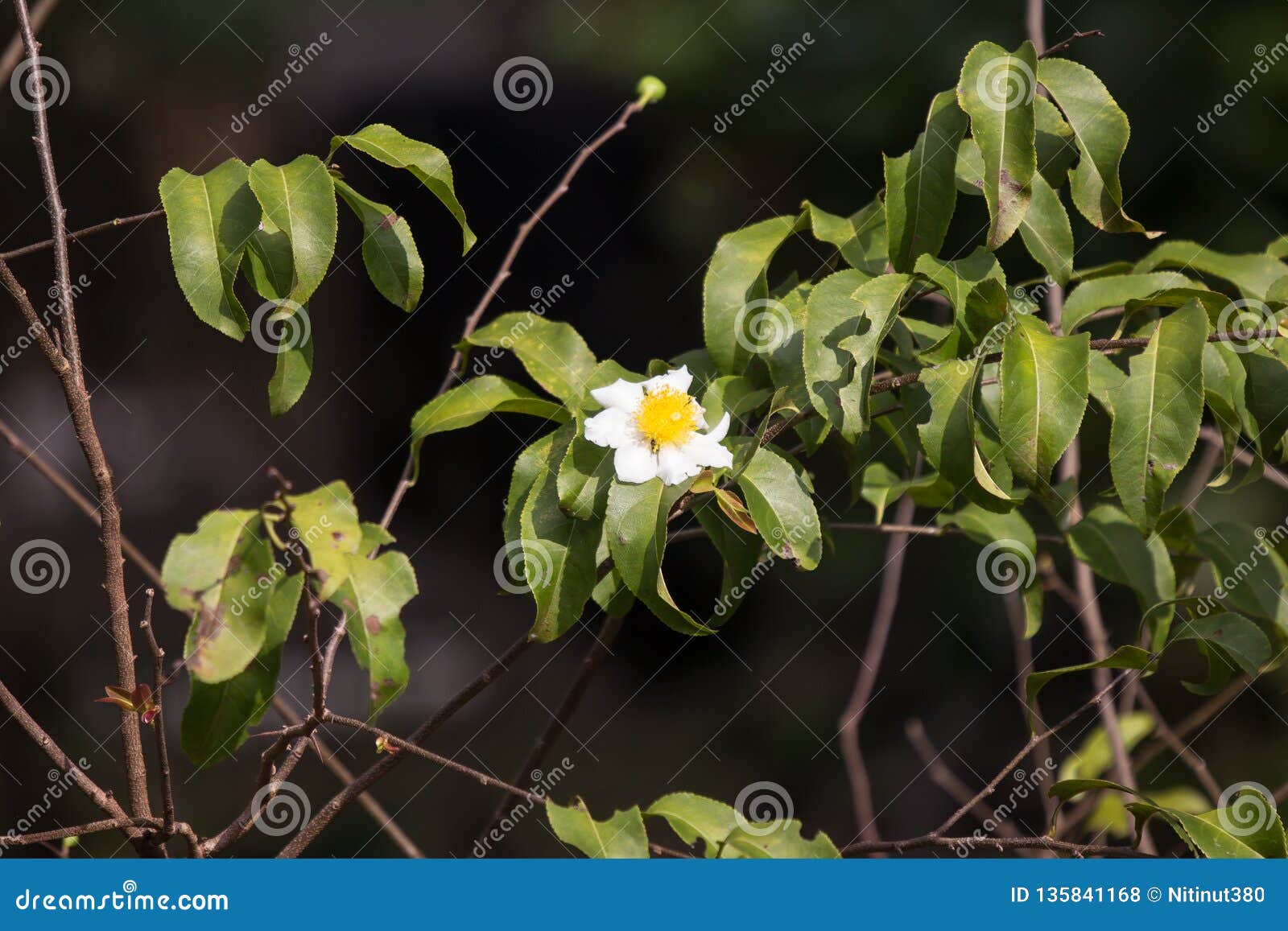 Fried Egg Tree Oder Oncobaspinosa Forssk Stockfoto Bild von
