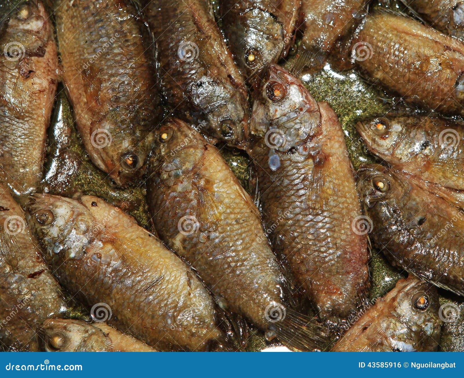 Fried fish stock photo. Image of food, heat, fish, fried 43585916