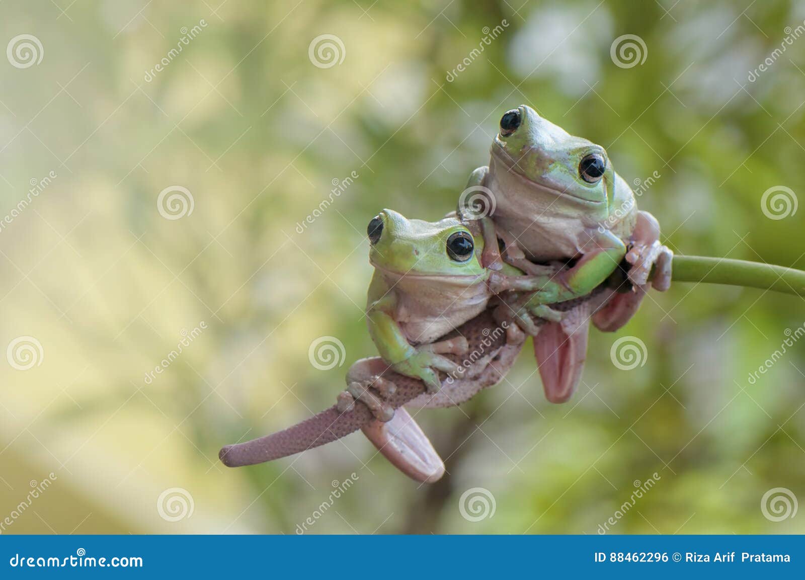 Friend stock photo. Image of frog, green, grass, frogs 88462296