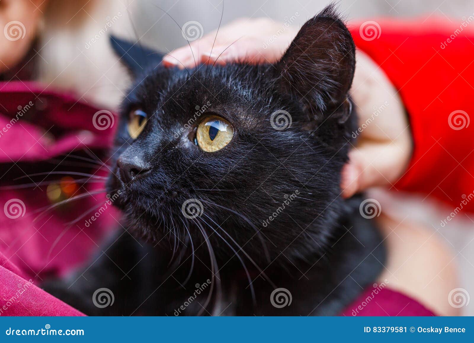 Friendly black cat stock image. Image of friendly, pretty 83379581